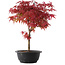 Acer palmatum Deshojo, 40,5 cm, ± 10 años