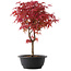 Acer palmatum Deshojo, 40,5 cm, ± 10 años