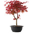 Acer palmatum Deshojo, 40,5 cm, ± 10 años