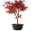 Acer palmatum Deshojo, 40,5 cm, ± 10 años