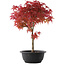 Acer palmatum Deshojo, 40,5 cm, ± 10 años