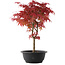 Acer palmatum Deshojo, 40,5 cm, ± 10 años