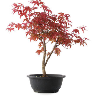 Acer palmatum Deshojo, 37 cm, ± 10 años