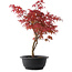 Acer palmatum Deshojo, 37 cm, ± 10 años