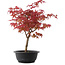 Acer palmatum Deshojo, 37 cm, ± 10 años