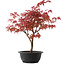 Acer palmatum Deshojo, 37 cm, ± 10 años