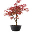 Acer palmatum Deshojo, 37 cm, ± 10 años