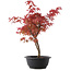 Acer palmatum Deshojo, 37 cm, ± 10 años