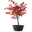 Acer palmatum Deshojo, 37 cm, ± 10 años