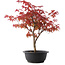 Acer palmatum Deshojo, 37 cm, ± 10 años