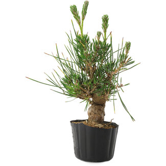 Pinus thunbergii, 21 cm, ± 10 años