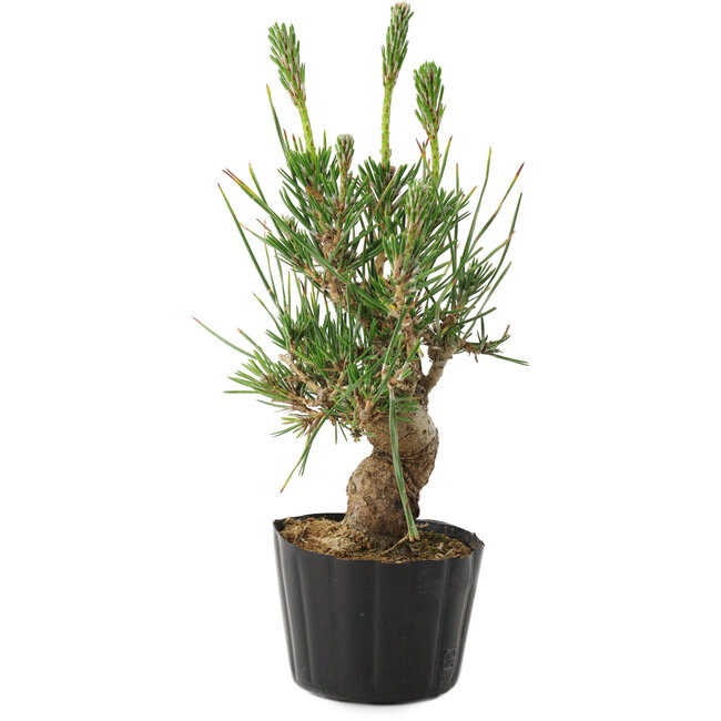 Pinus thunbergii, 21 cm, ± 10 jaar oud