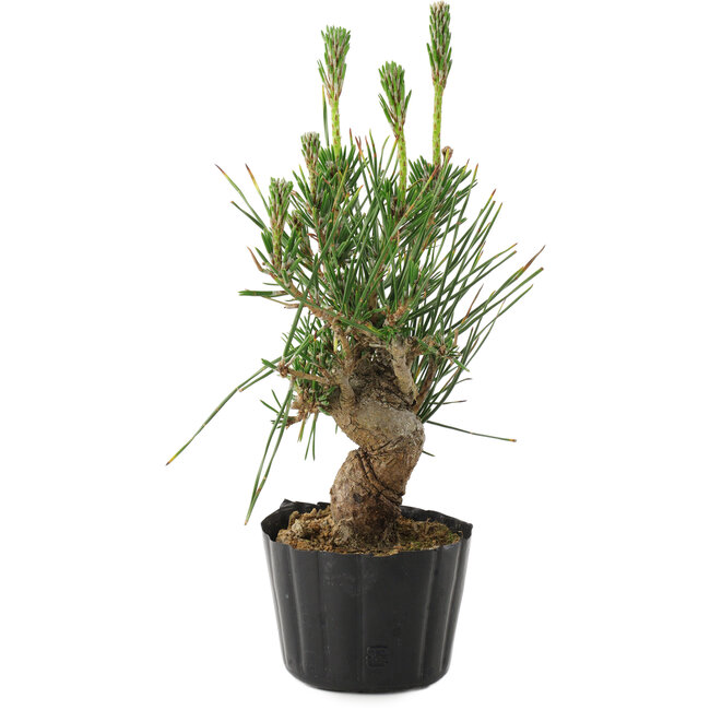 Pinus thunbergii, 21 cm, ± 10 años