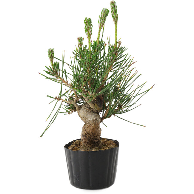 Pinus thunbergii, 21 cm, ± 10 años