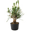 Pinus thunbergii, 21 cm, ± 10 Jahre alt