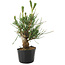 Pinus thunbergii, 21 cm, ± 10 years old