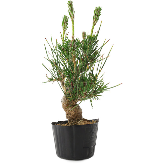 Pinus thunbergii, 21 cm, ± 10 jaar oud