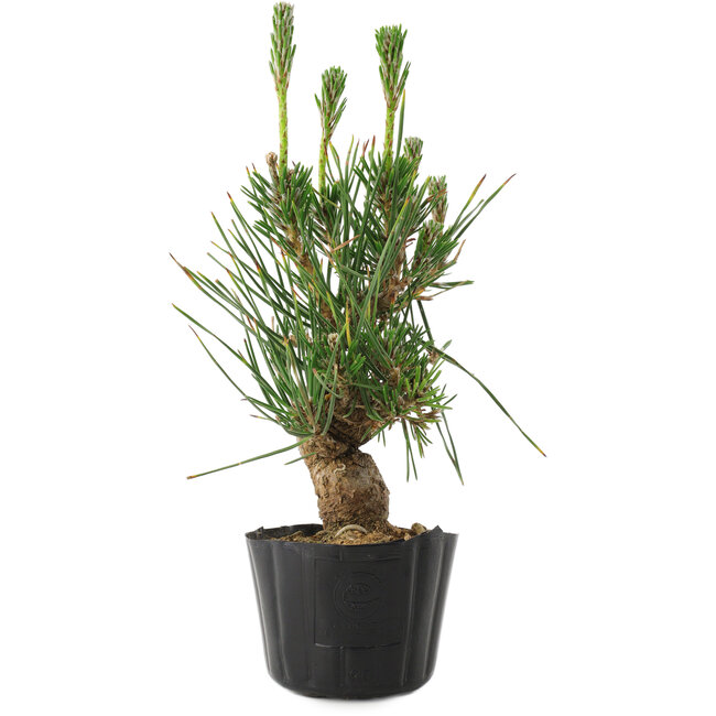 Pinus thunbergii, 21 cm, ± 10 jaar oud