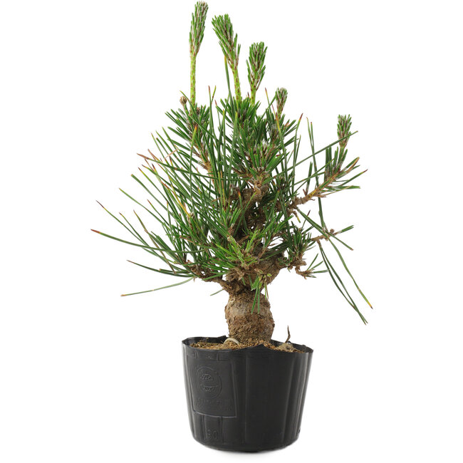 Pinus thunbergii, 21 cm, ± 10 jaar oud