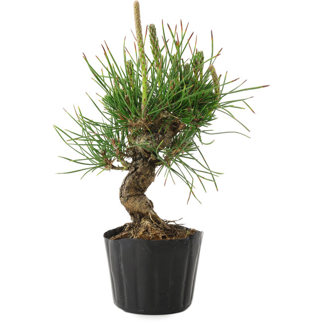 Pinus thunbergii, 18 cm, ± 10 anni
