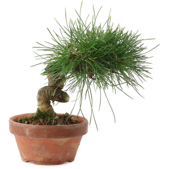Pinus thunbergii, 14,5 cm, ± 10 jaar oud