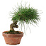 Pinus thunbergii, 14,5 cm, ± 10 jaar oud