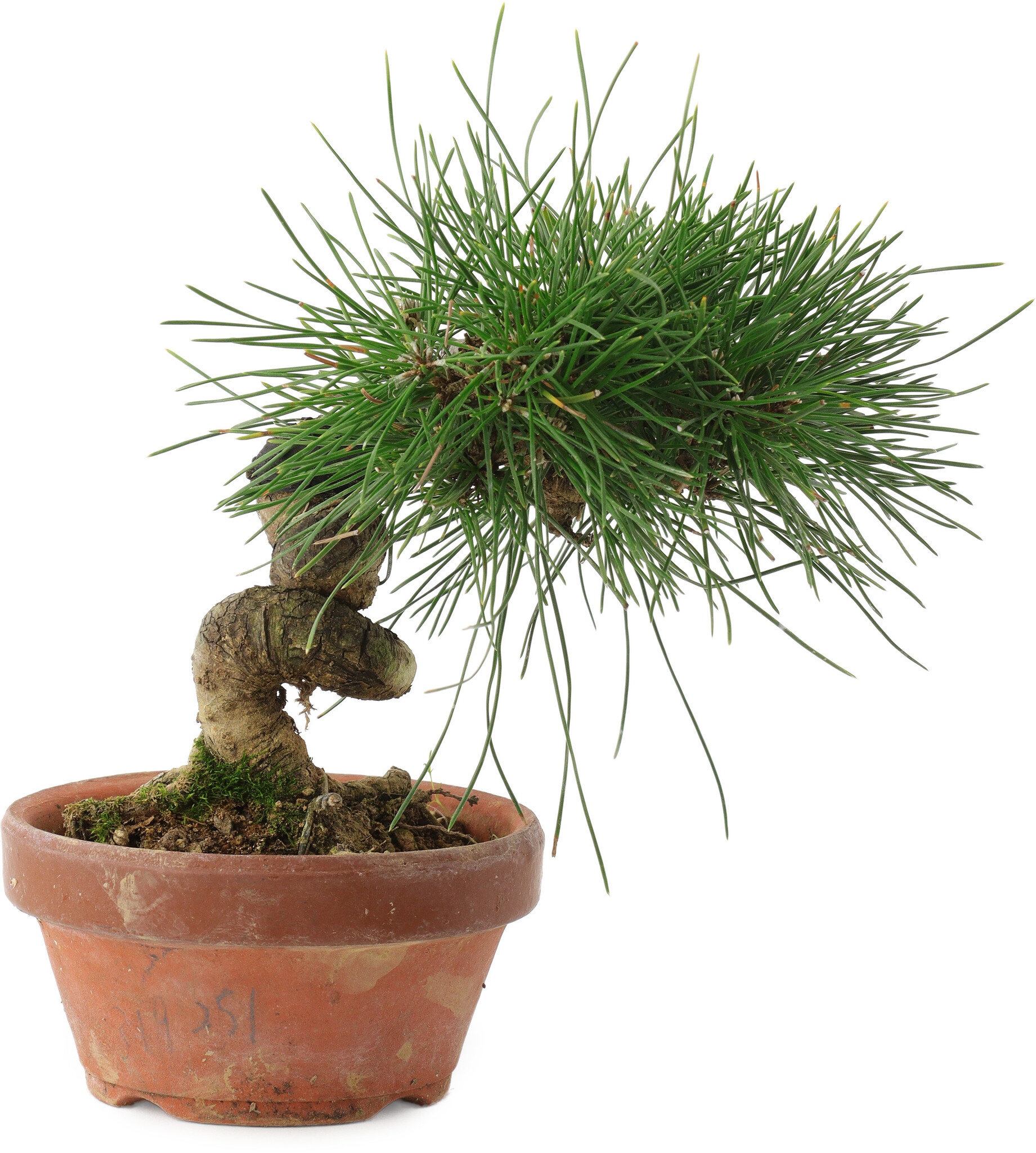 Pinus thunbergii, 14,5 cm,  10 years old - Bonsai Plaza