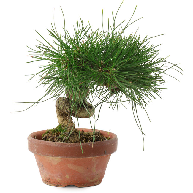 Pinus thunbergii, 14,5 cm, ± 10 Jahre alt