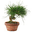 Pinus thunbergii, 14,5 cm, ± 10 jaar oud