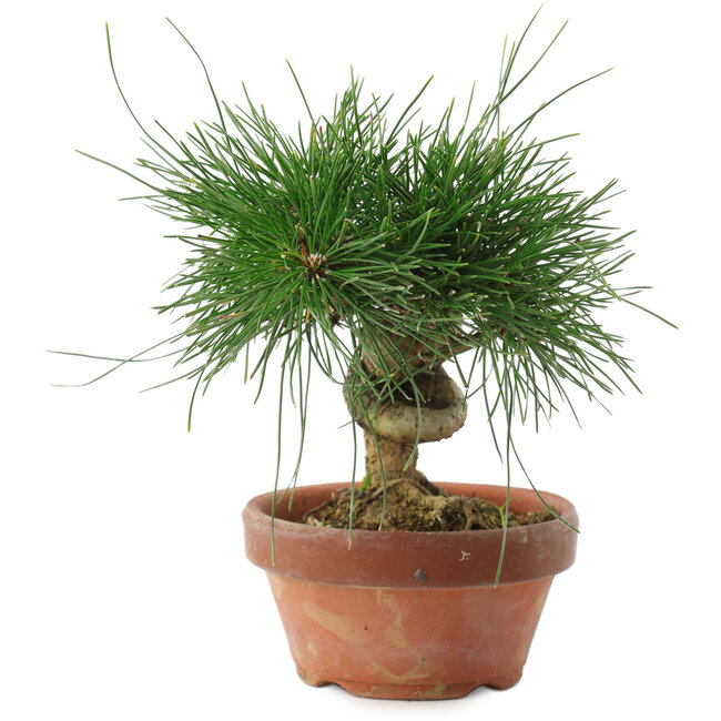 Pinus thunbergii, 14,5 cm, ± 10 years old