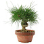 Pinus thunbergii, 14,5 cm, ± 10 Jahre alt