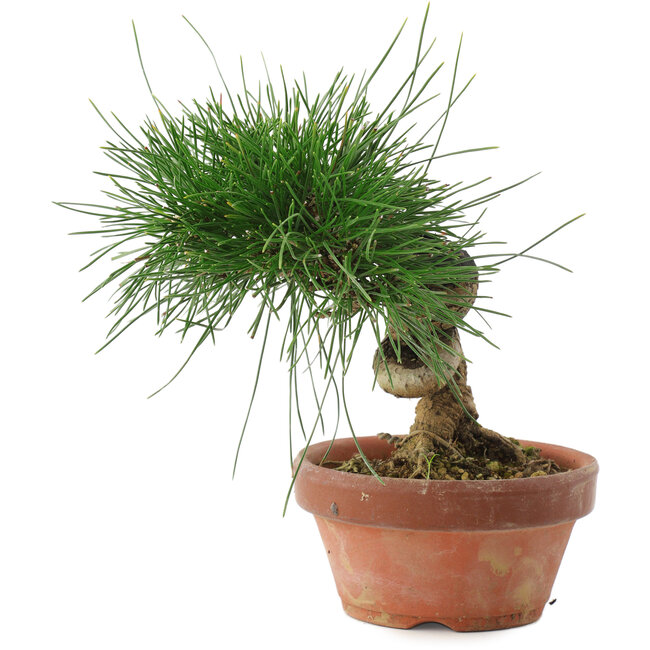 Pinus thunbergii, 14,5 cm, ± 10 jaar oud