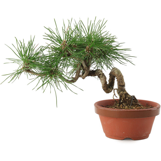 Pinus thunbergii, 16 cm, ± 10 years old