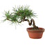 Pinus thunbergii, 16 cm, ± 10 years old