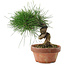 Pinus thunbergii, 14,5 cm, ± 10 Jahre alt