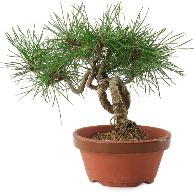 Pinus thunbergii, 16 cm, ± 10 años