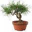 Pinus thunbergii, 16 cm, ± 10 Jahre alt