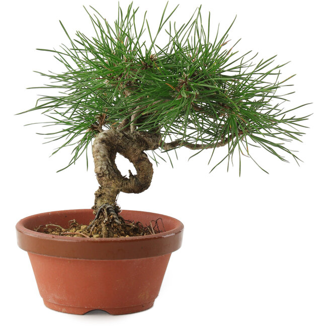 Pinus thunbergii, 16 cm, ± 10 ans