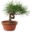 Pinus thunbergii, 16 cm, ± 10 years old