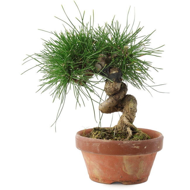 Pinus thunbergii, 14,5 cm, ± 10 jaar oud