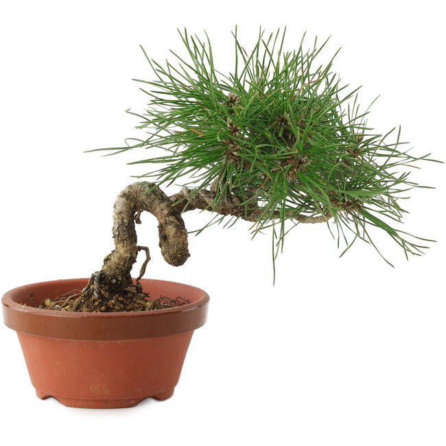 Pinus thunbergii, 16 cm, ± 10 jaar oud