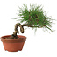 Pinus thunbergii, 16 cm, ± 10 years old