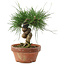 Pinus thunbergii, 14,5 cm, ± 10 years old