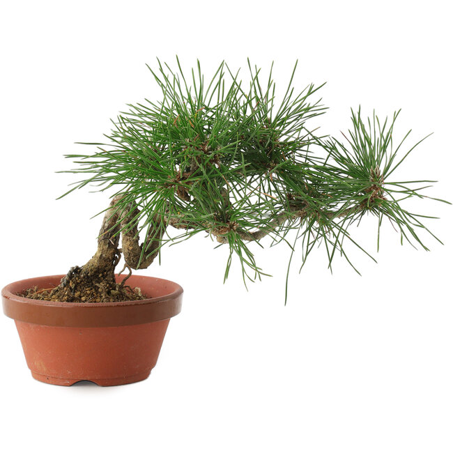 Pinus thunbergii, 16 cm, ± 10 jaar oud