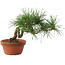 Pinus thunbergii, 16 cm, ± 10 years old