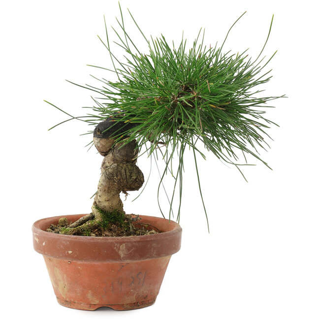 Pinus thunbergii, 14,5 cm, ± 10 years old