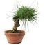 Pinus thunbergii, 14,5 cm, ± 10 ans