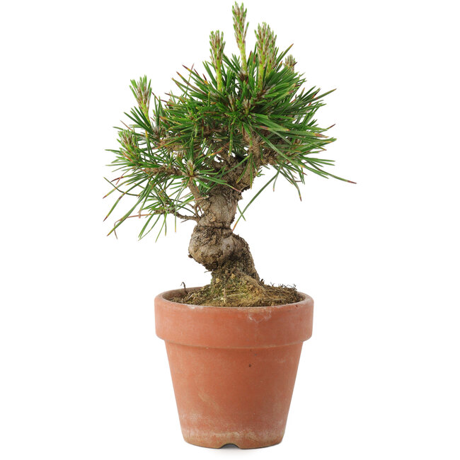Pinus thunbergii, 14,5 cm, ± 10 jaar oud