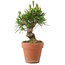 Pinus thunbergii, 14,5 cm, ± 10 years old