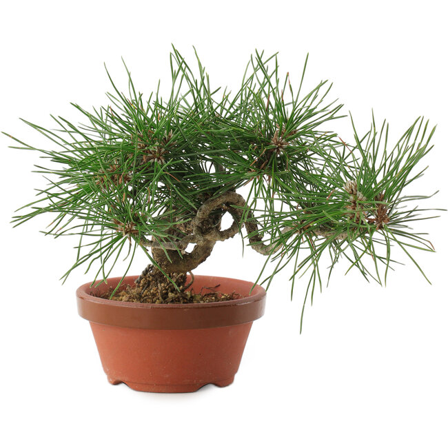 Pinus thunbergii, 16 cm, ± 10 jaar oud